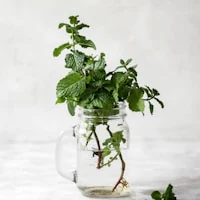 Ashwagandha KSM-66®