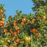 Ashwagandha KSM-66®